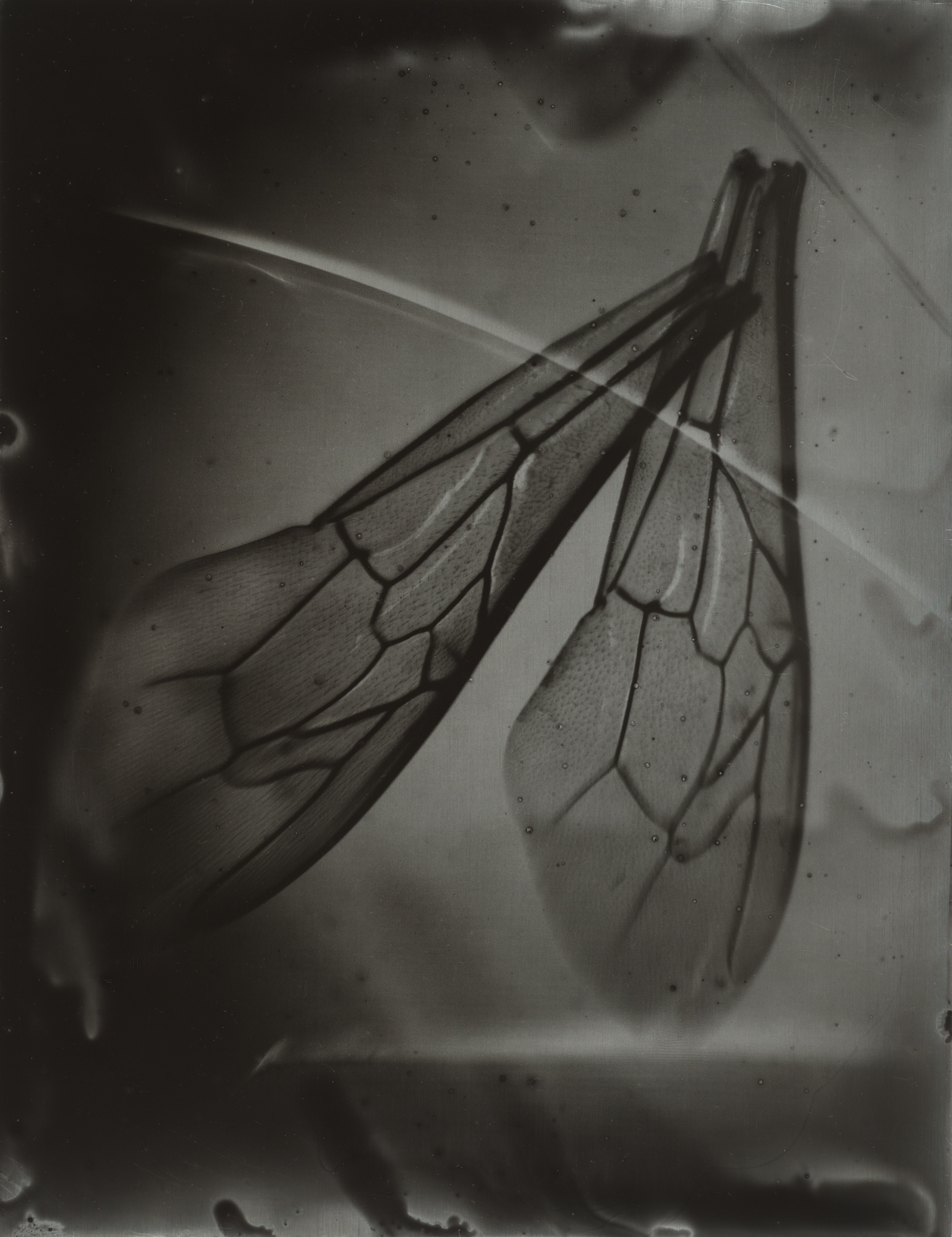 A-beewing-morphology_nature-study_04_crppped_