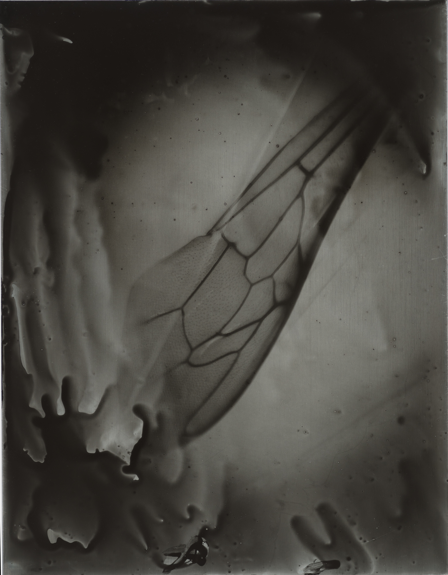 A-beewing-morphology_nature-study_05_spotted_