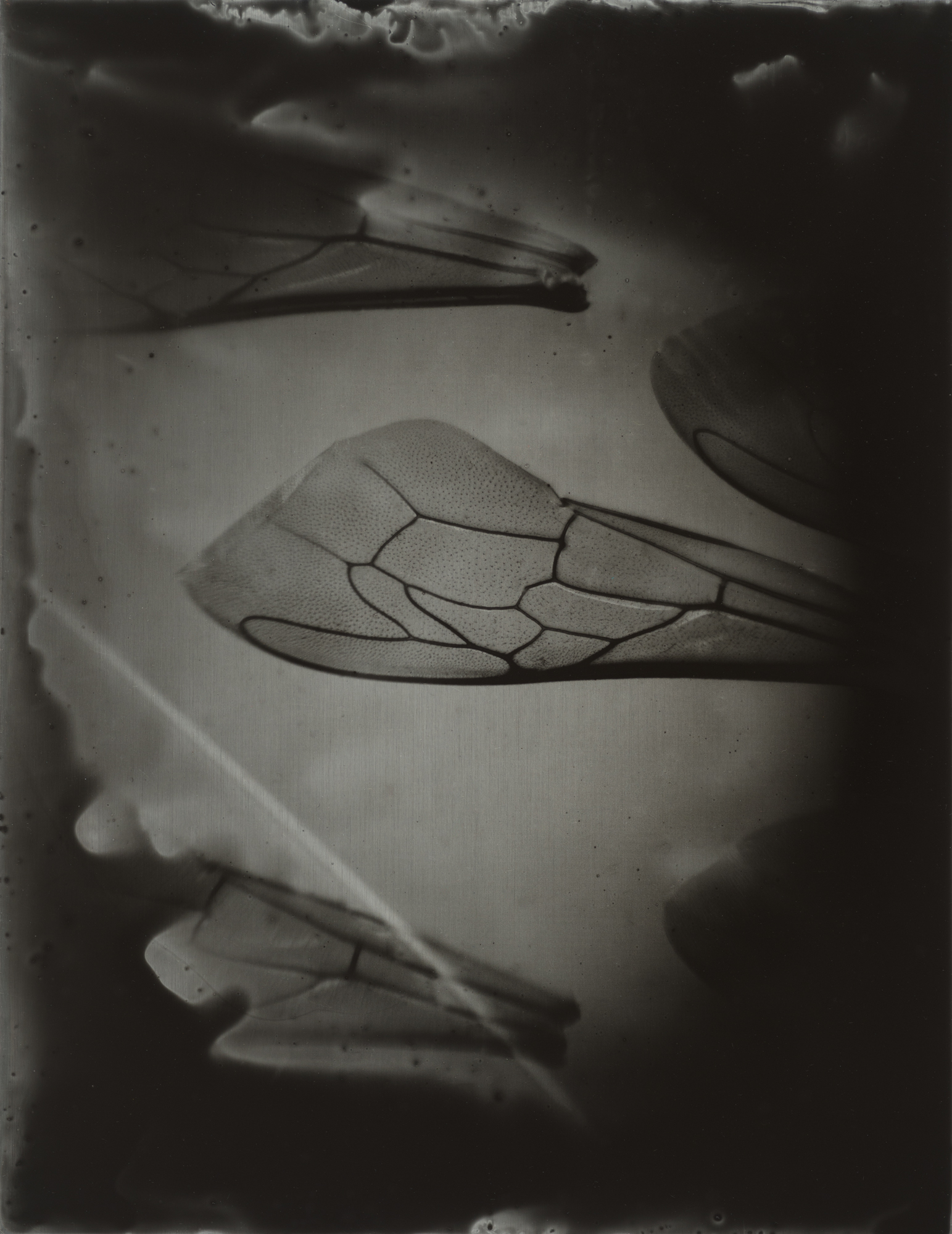 A-beewing-morphology_nature-study_07_spotted_
