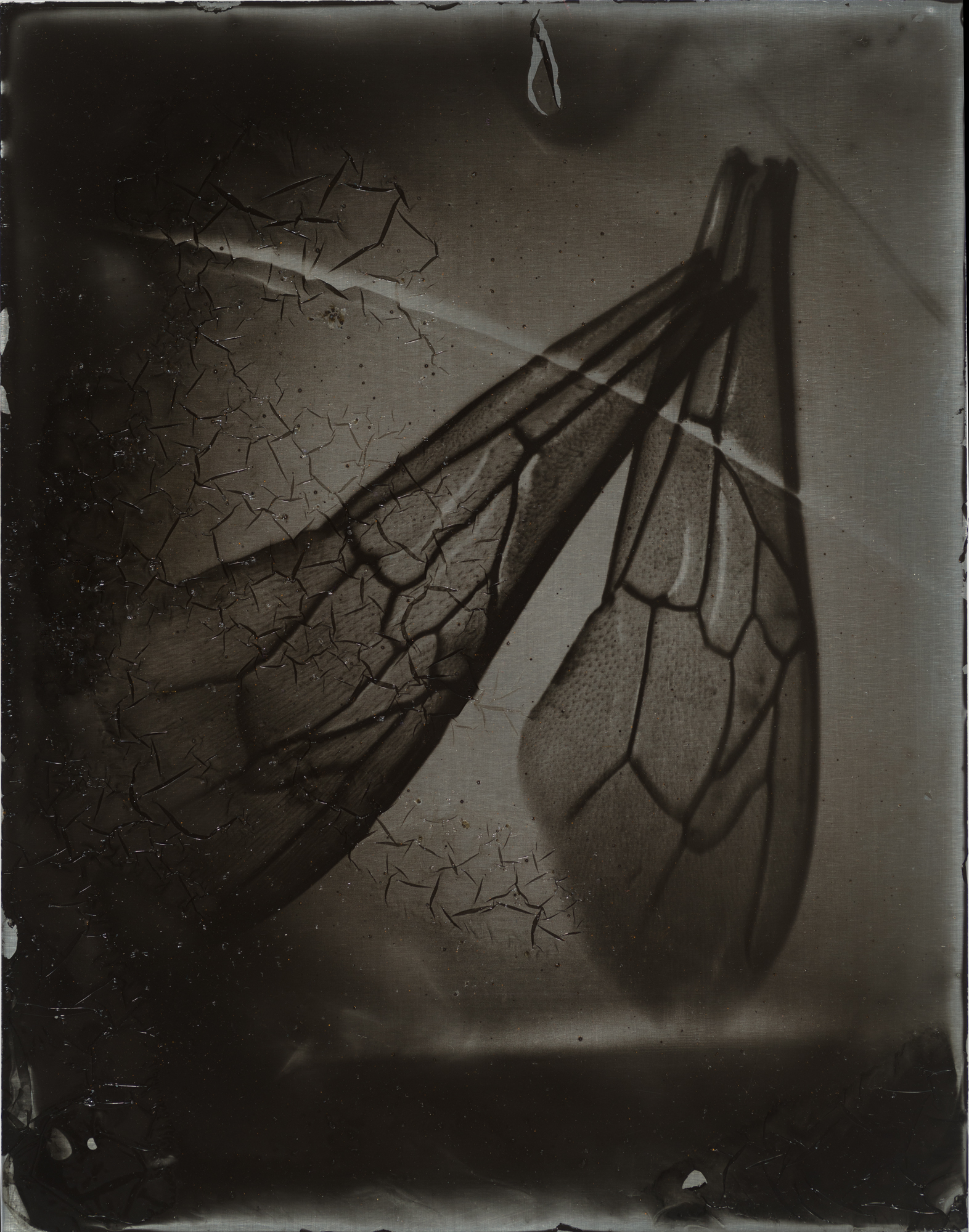 A-beewing-morphology_nature-study_08_