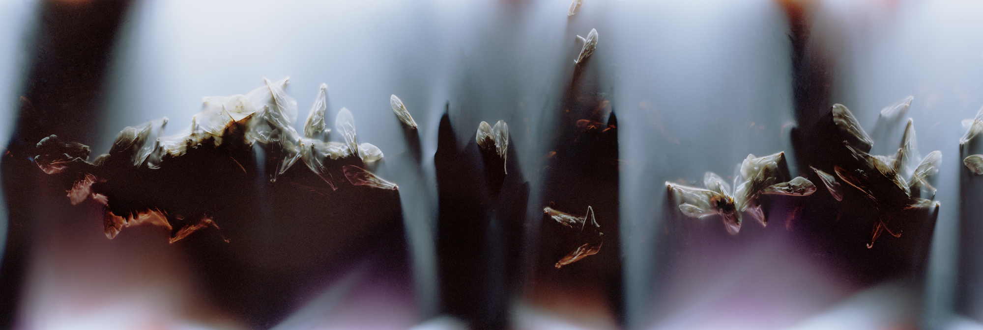 02_FILM_NEG_05_NOBLE 001