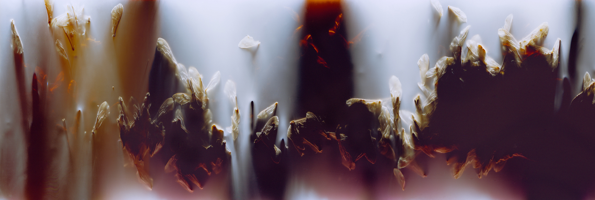 03_FILM_NEG_01_NOBLE 001
