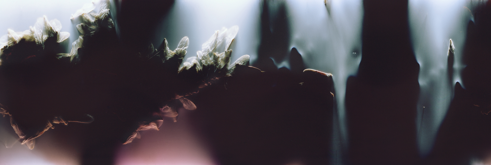 04_FILM_07_NOBLE 001
