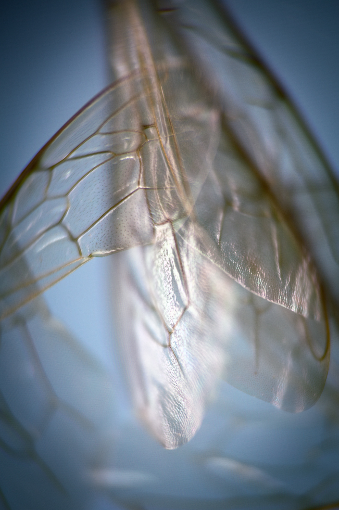 EIDOLON_02