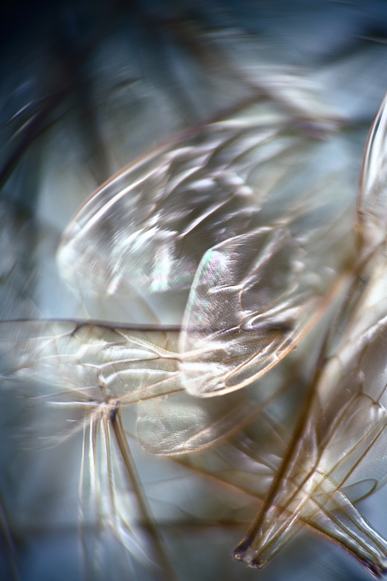 EIDOLON_03
