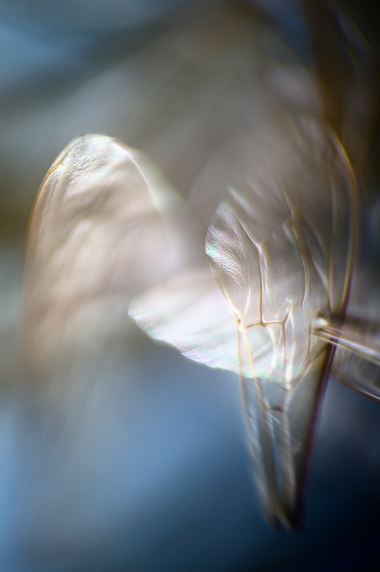 EIDOLON_04