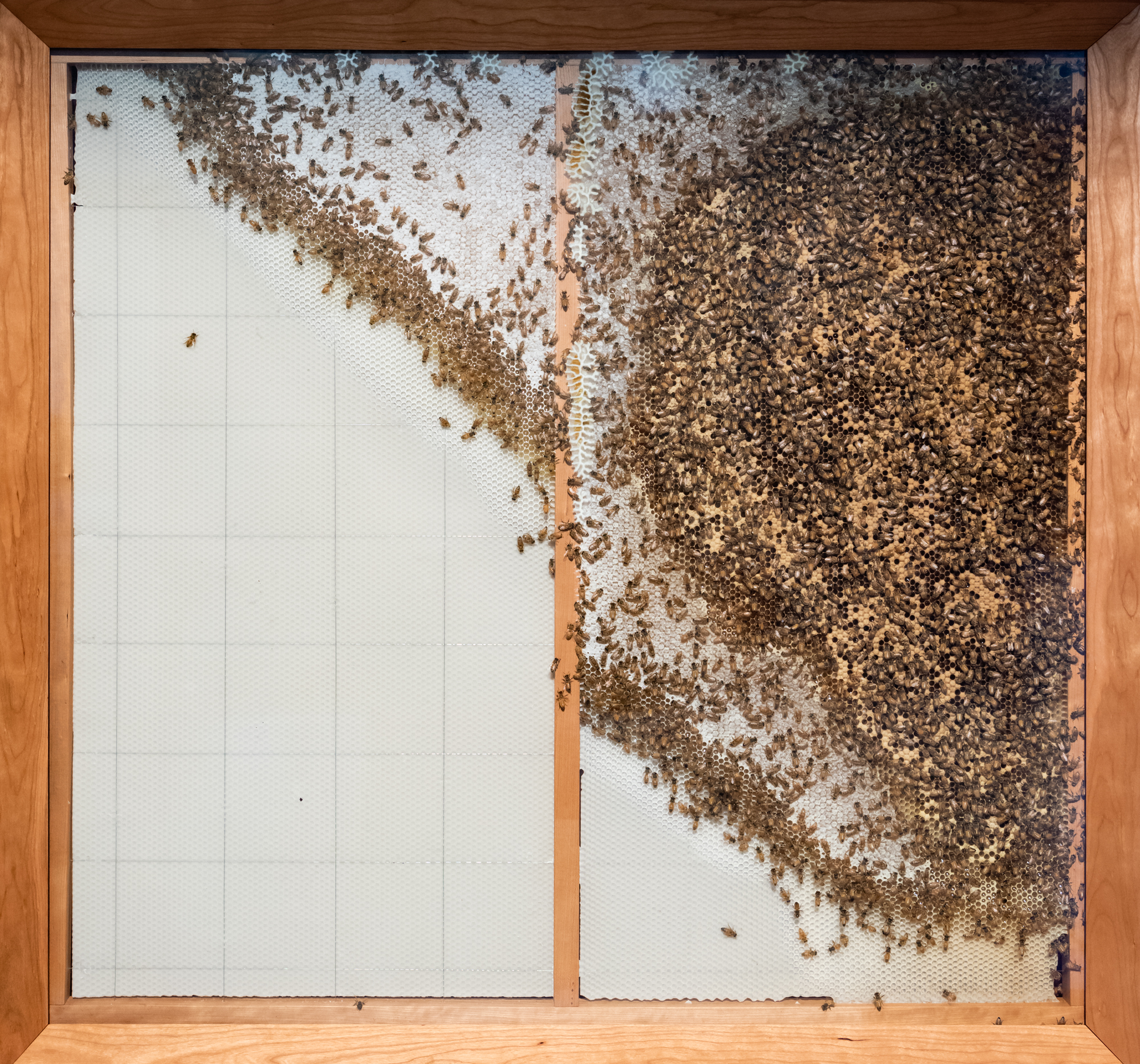 GOMA_APT9_installationview_NobleBees_20181203_ccallistemon_002