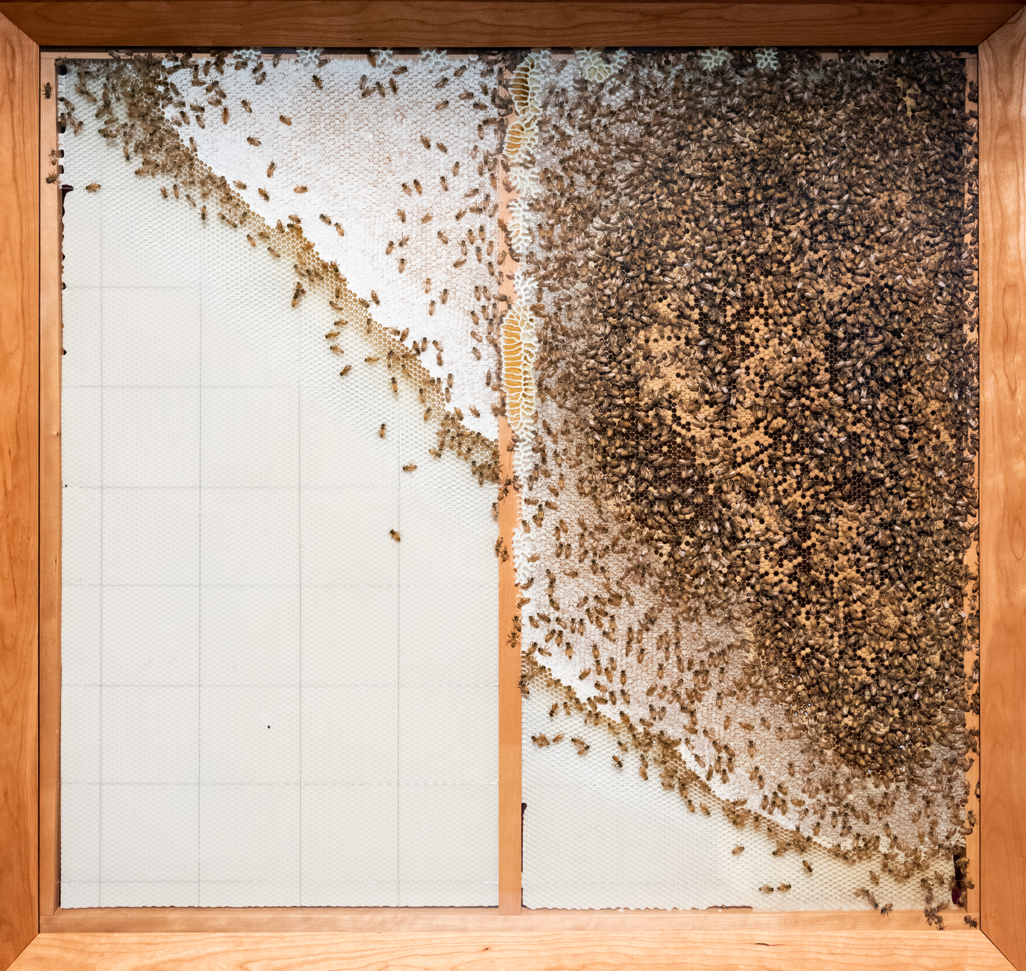 GOMA_APT9_installationview_NobleBees_20181217_ccallistemon_001