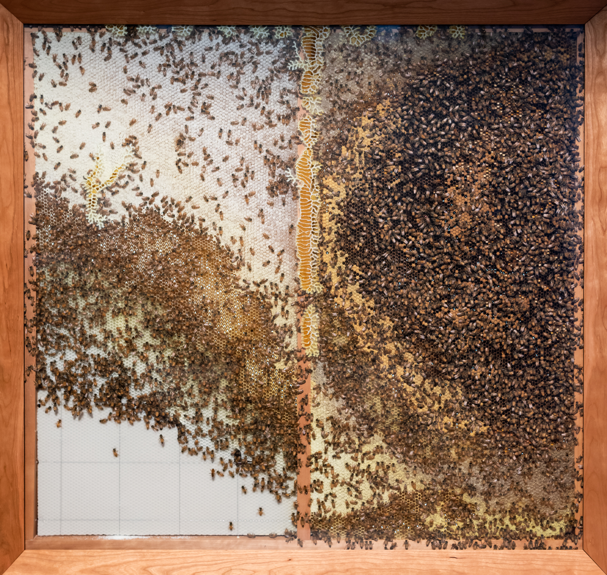 GOMA_APT9_installationview_NobleBees_20190114_ccallistemon_008