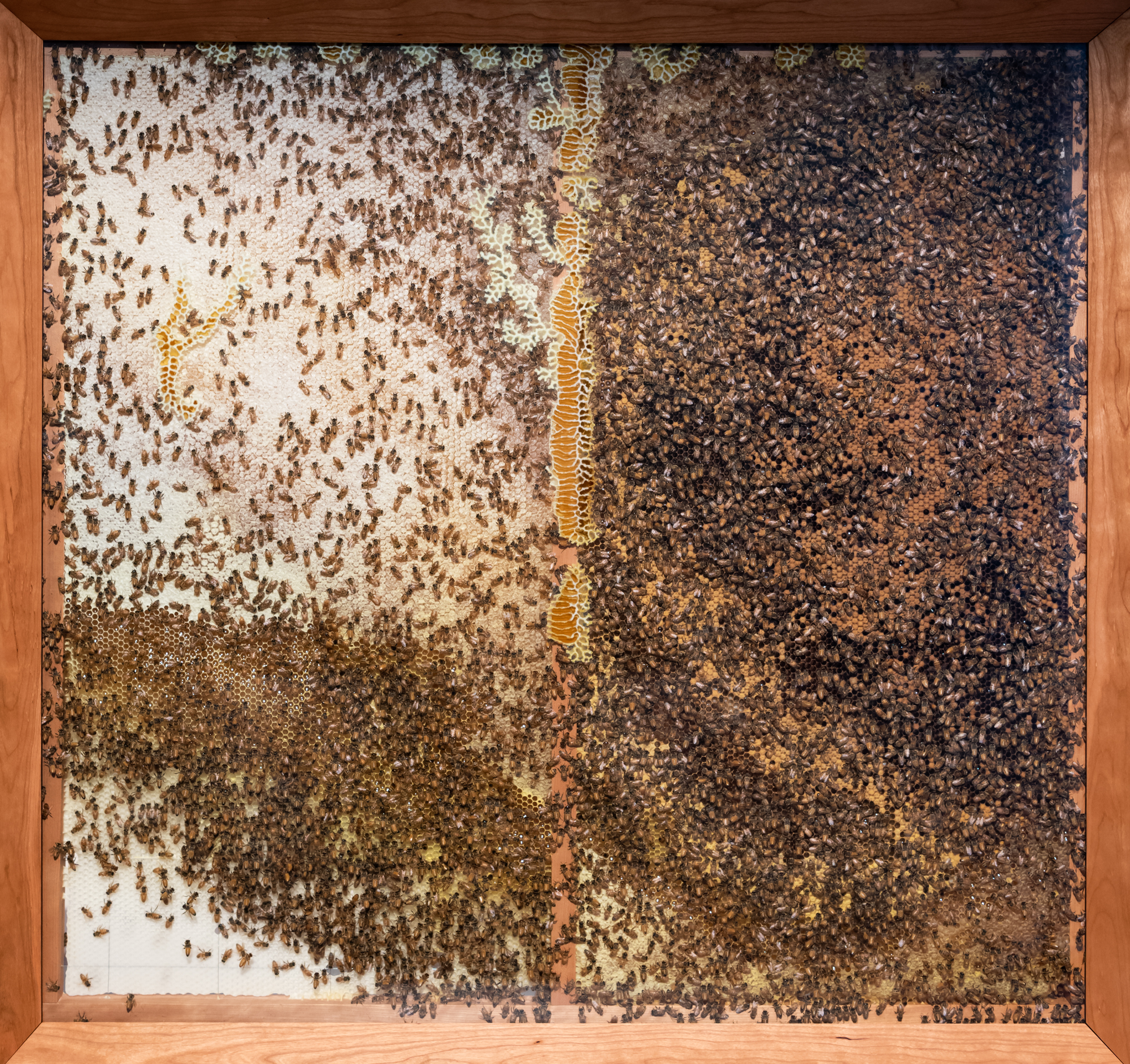 GOMA_APT9_installationview_NobleBees_20190204_ccallistemon_002