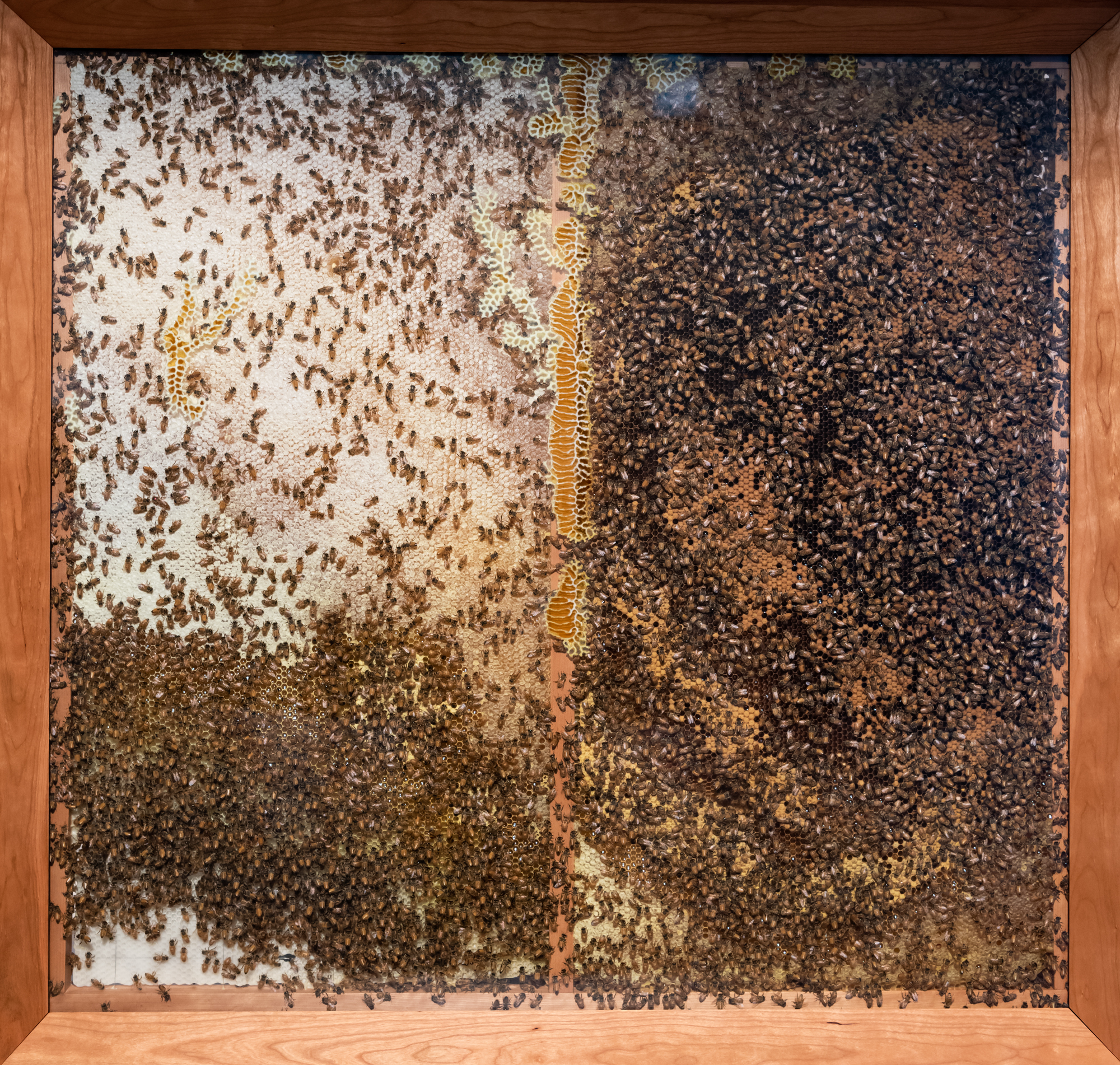 GOMA_APT9_installationview_NobleBees_20190211_ccallistemon_002