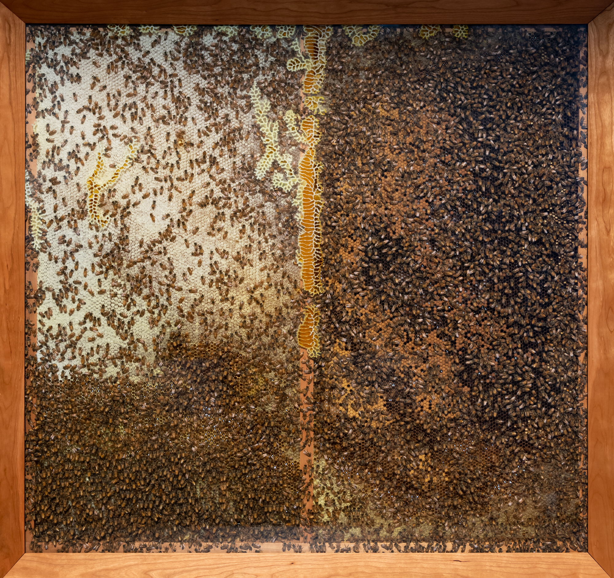 GOMA_APT9_installationview_NobleBees_20190225_ccallistemon_001