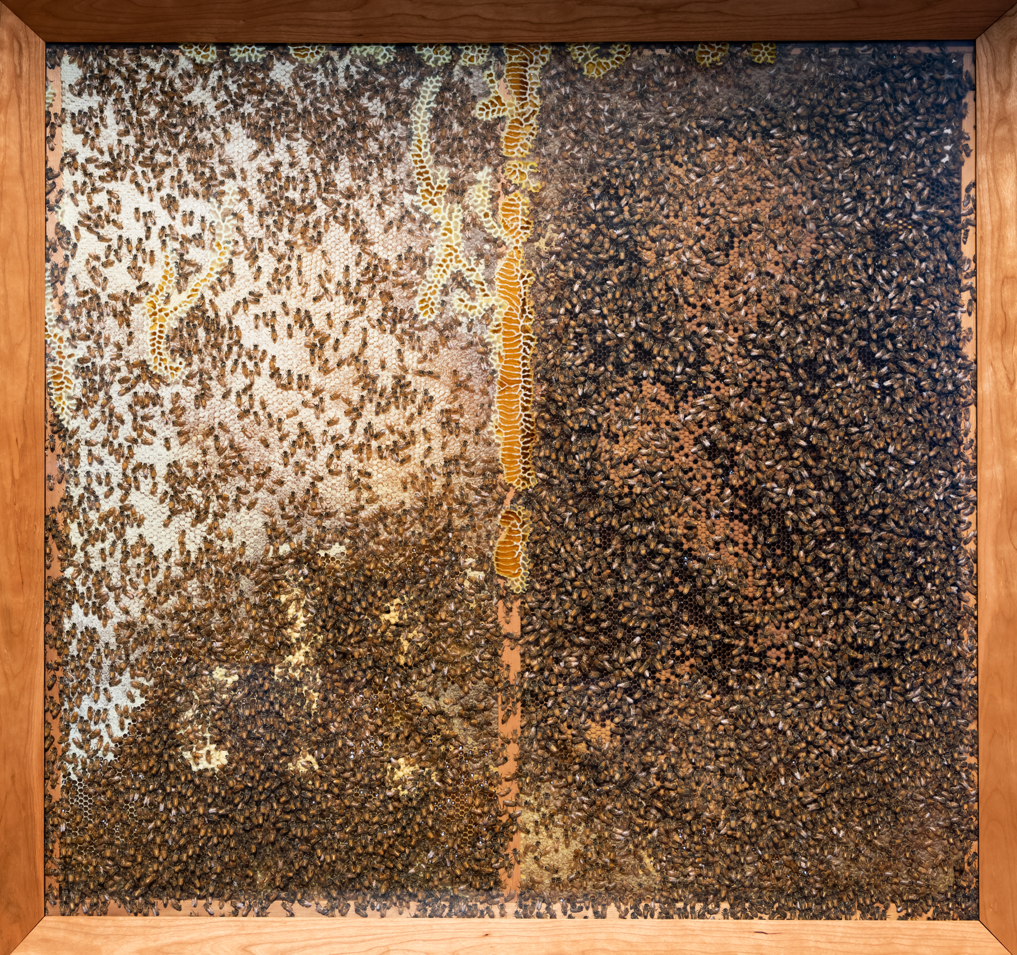 GOMA_APT9_installationview_NobleBees_20190401_ccallistemon_002