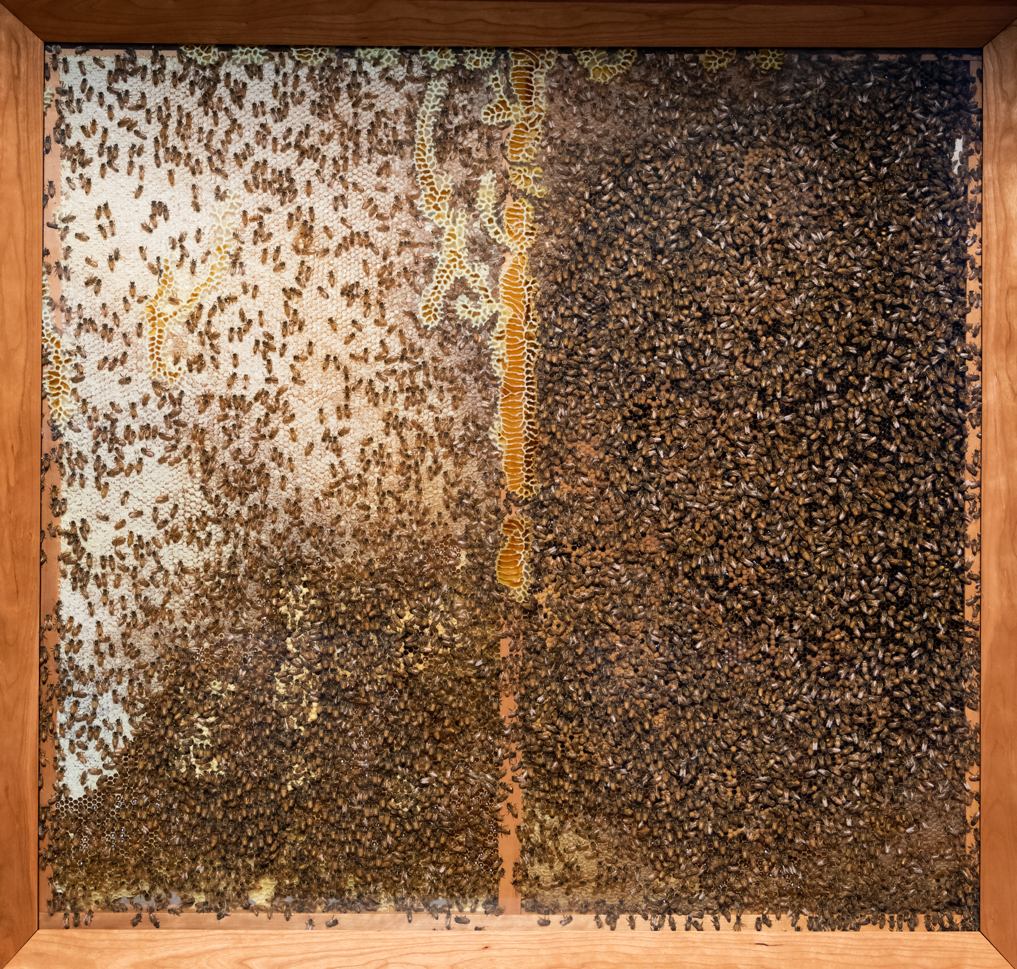 GOMA_APT9_installationview_NobleBees_20190408_ccallistemon_003