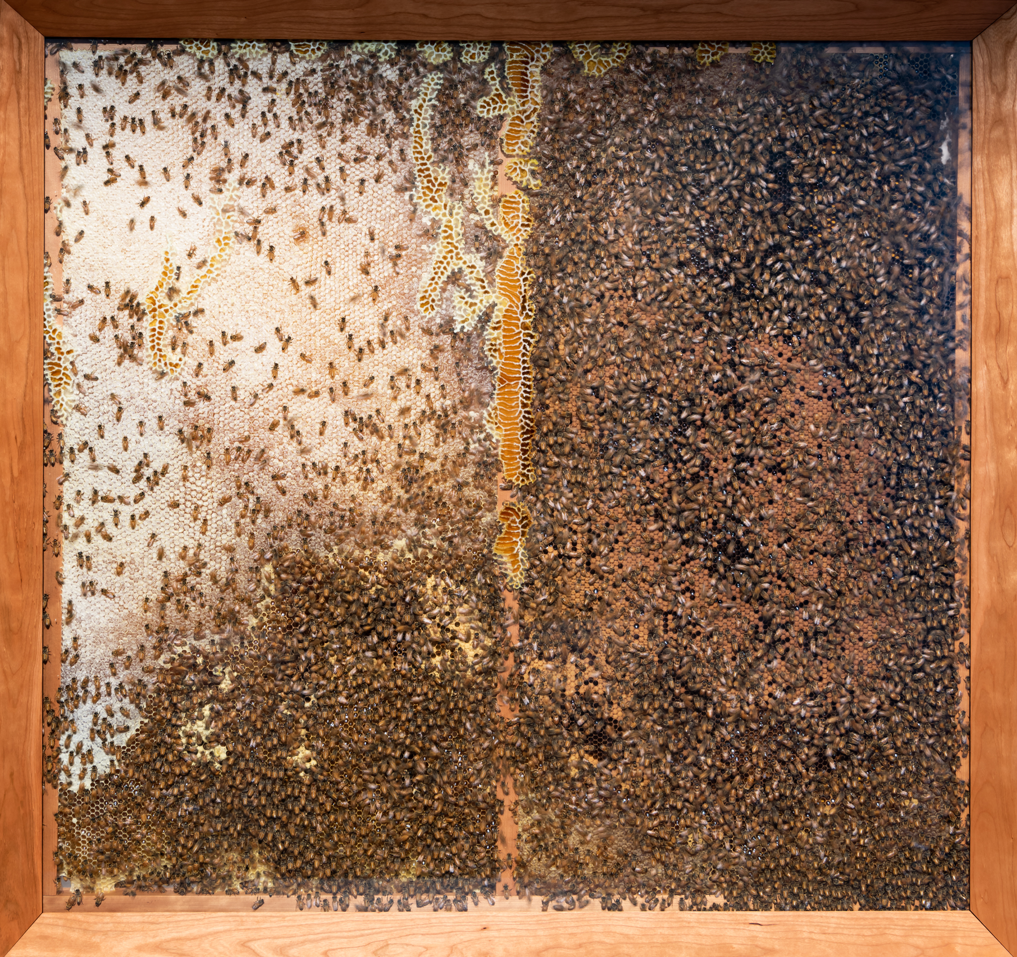 GOMA_APT9_installationview_NobleBees_20190415_ccallistemon_001