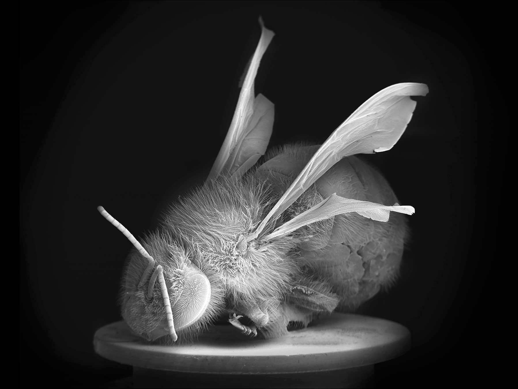 NOBLE_DEAD-BEE-PORTRAIT-01