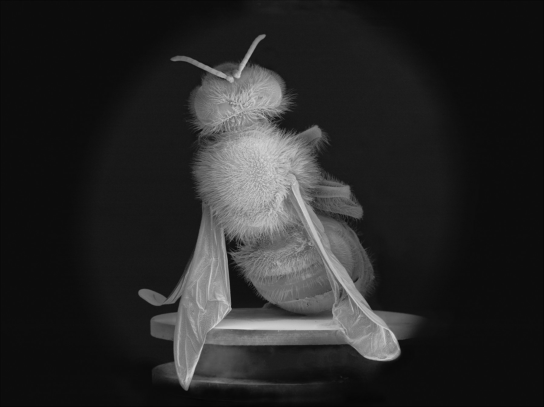NOBLE_DEAD-BEE-PORTRAIT-02