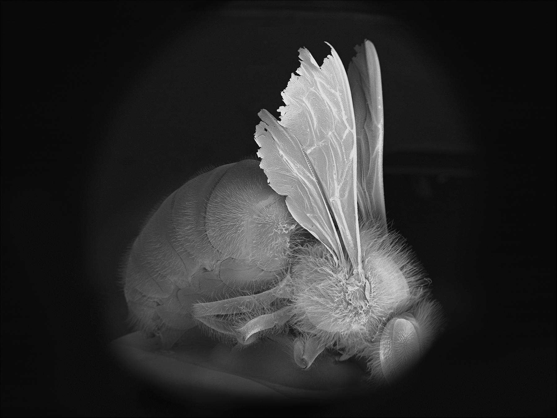 NOBLE_DEAD-BEE-PORTRAIT-03