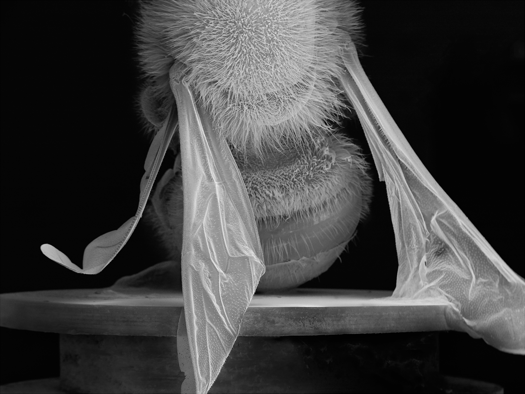 NOBLE_DEAD-BEE-PORTRAIT-04