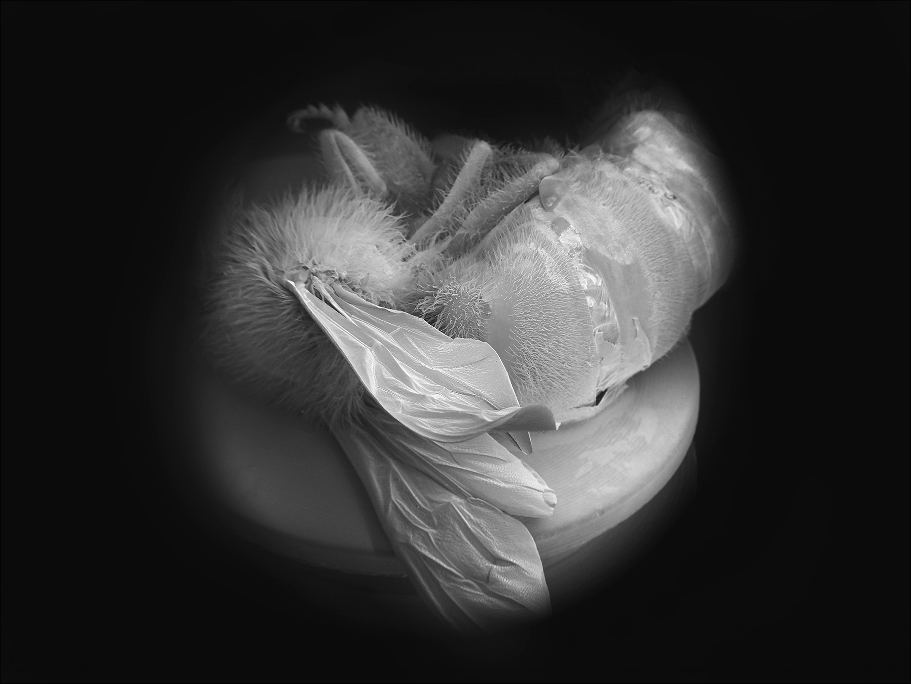 NOBLE_DEAD-BEE-PORTRAIT-05
