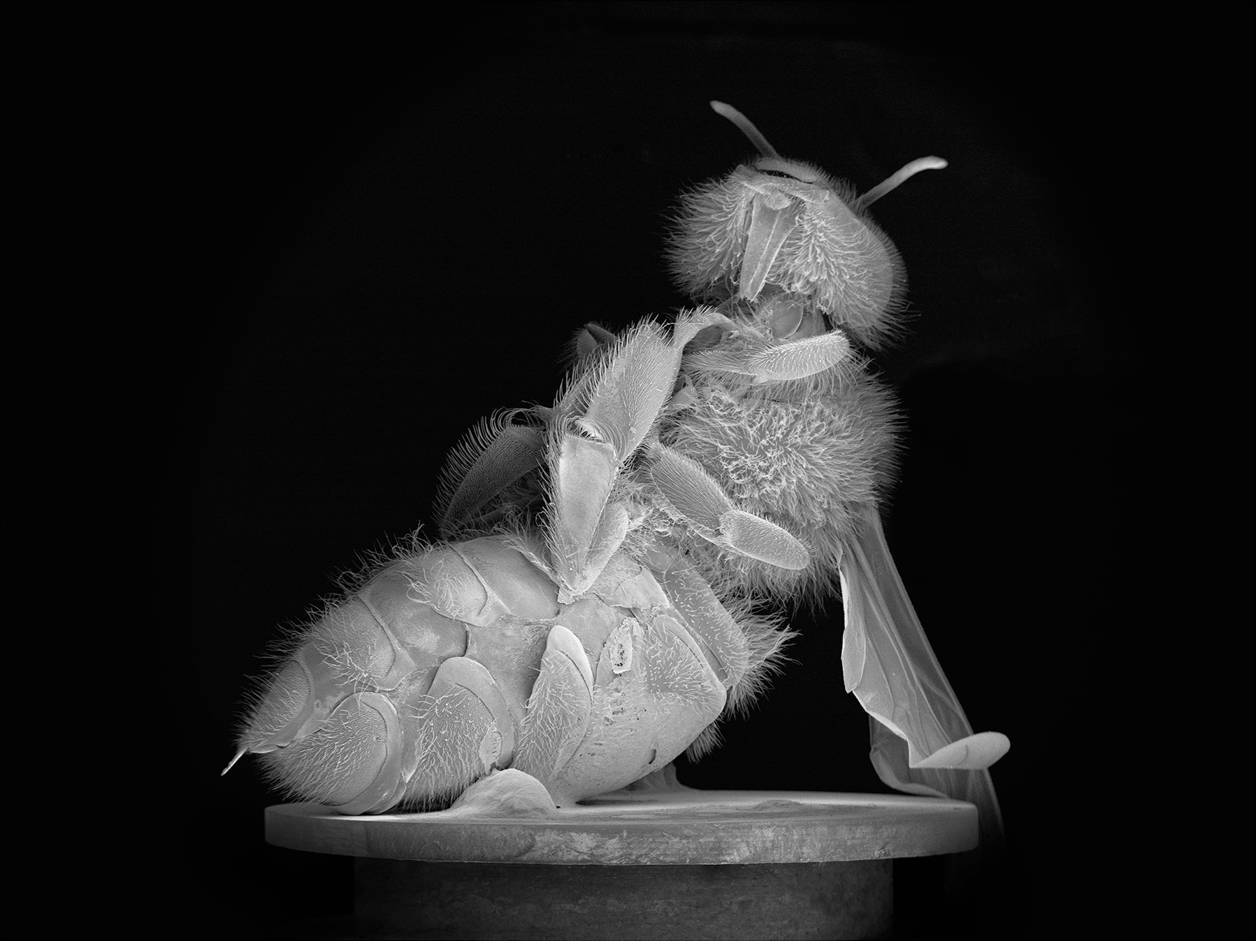NOBLE_DEAD-BEE-PORTRAIT-06