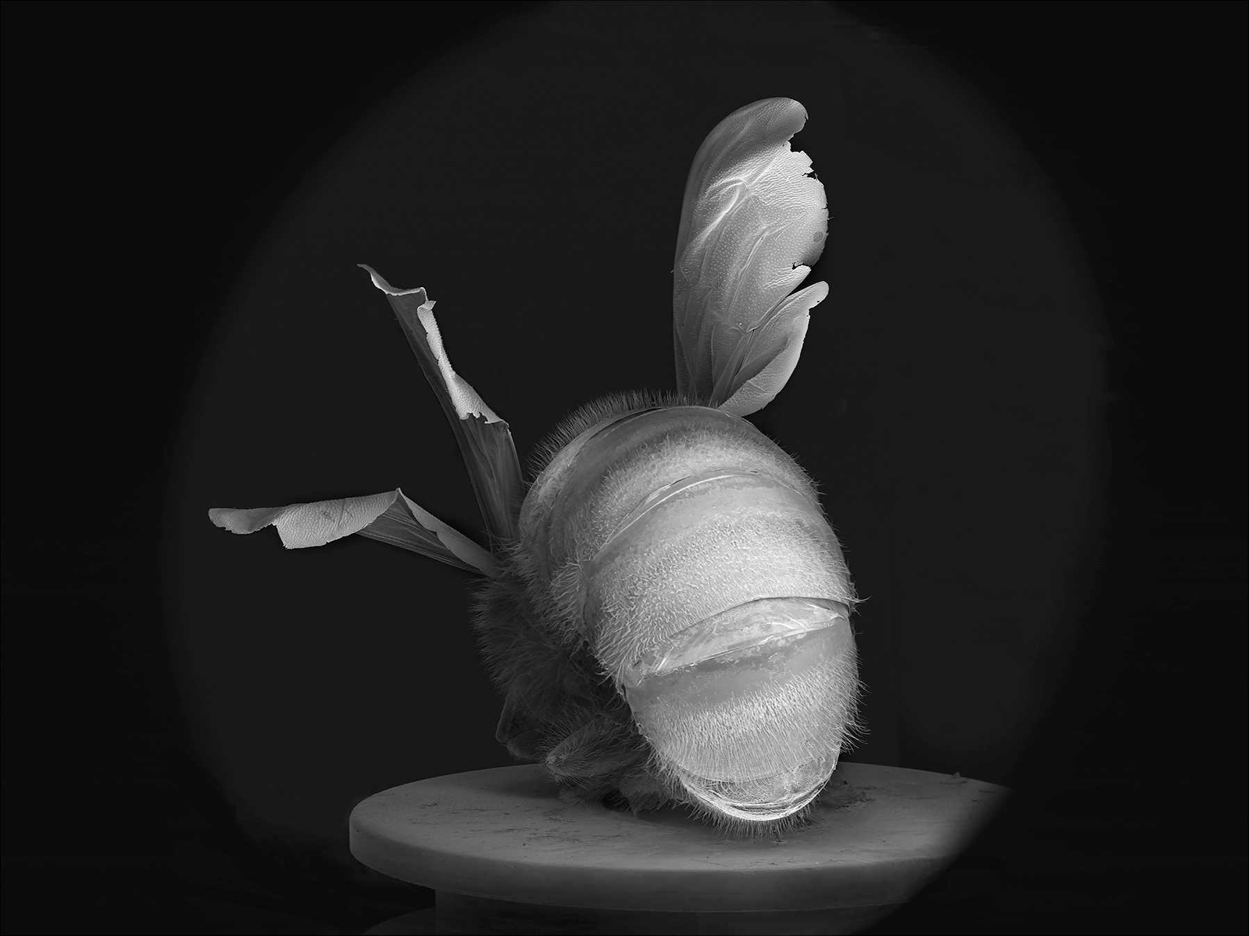 NOBLE_DEAD-BEE-PORTRAIT-07