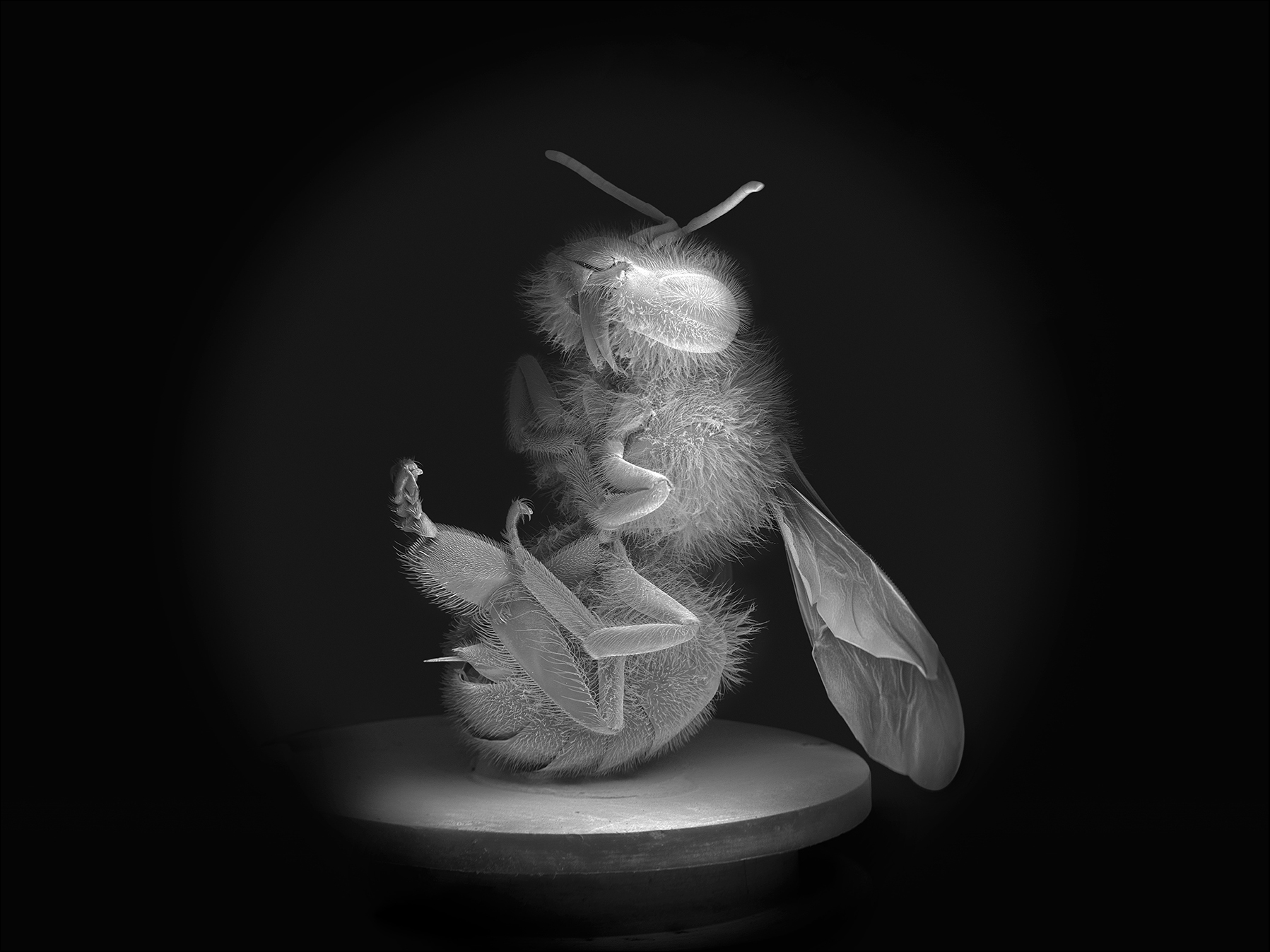 NOBLE_DEAD-BEE-PORTRAIT-08