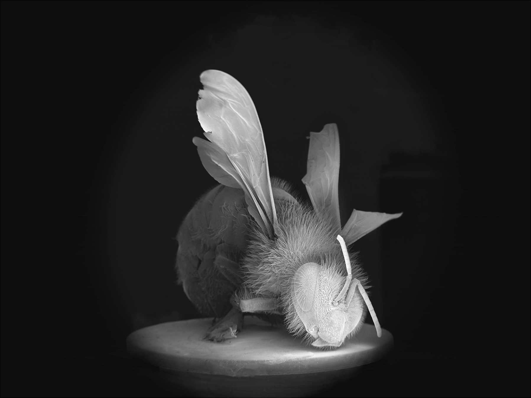 NOBLE_DEAD-BEE-PORTRAIT-09