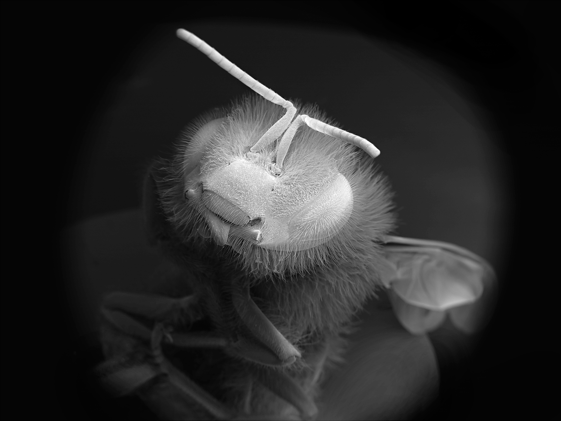 NOBLE_DEAD-BEE-PORTRAIT-10