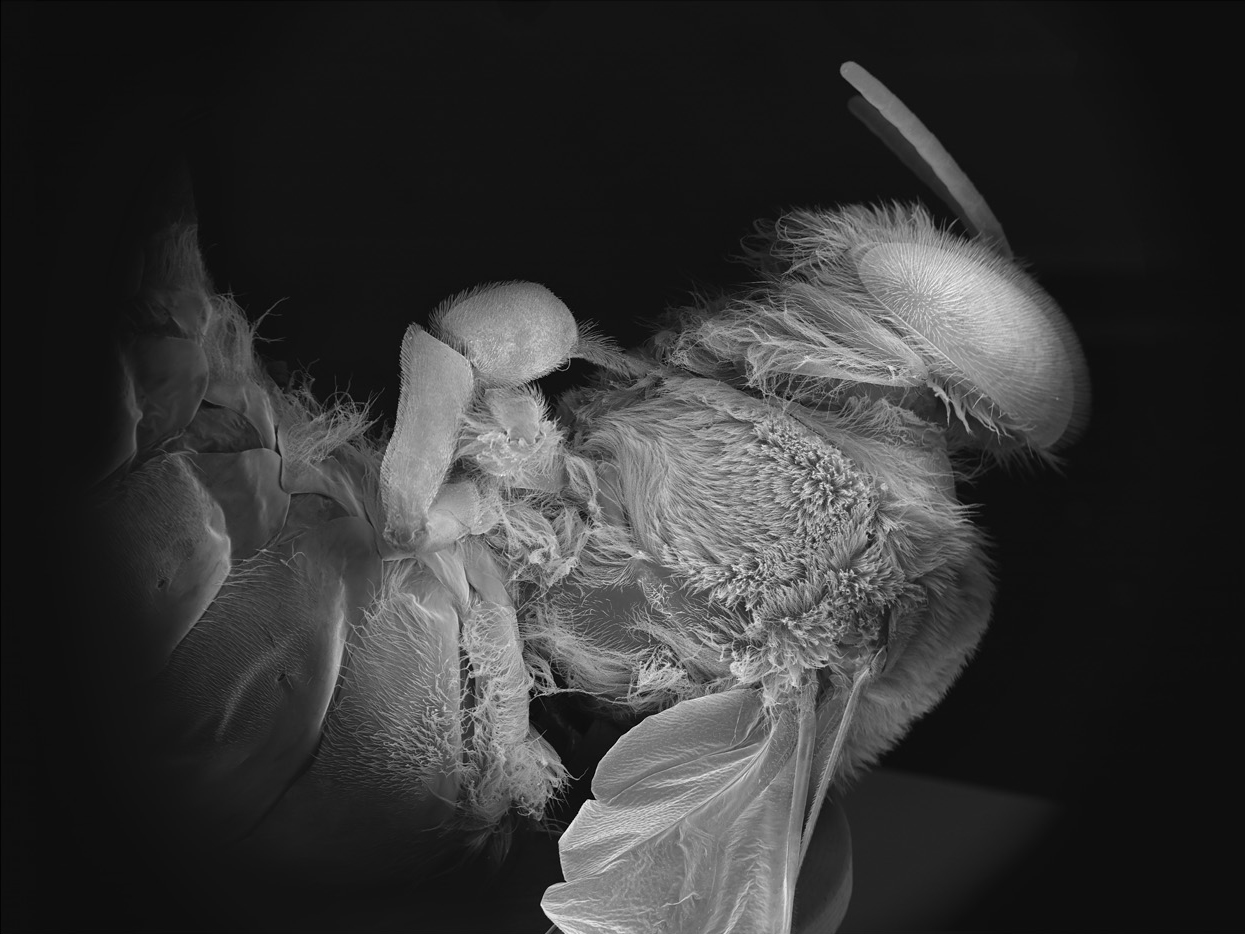NOBLE_DEAD-BEE-PORTRAIT12