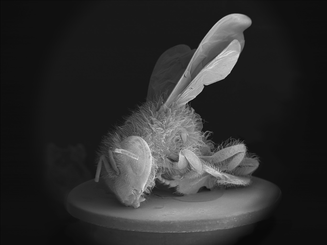 NOBLE_DEAD-BEE-PORTRAIT13