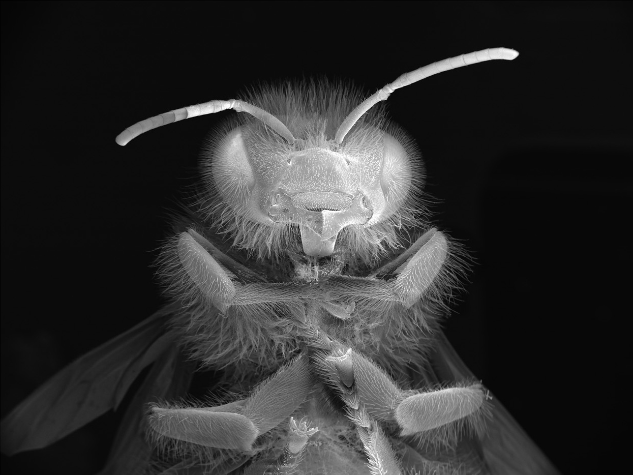 NOBLE_DEAD-BEE-PORTRAIT14
