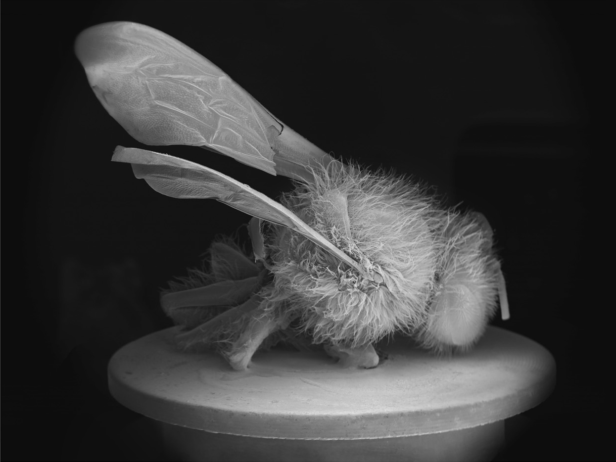 NOBLE_DEAD-BEE-PORTRAIT15