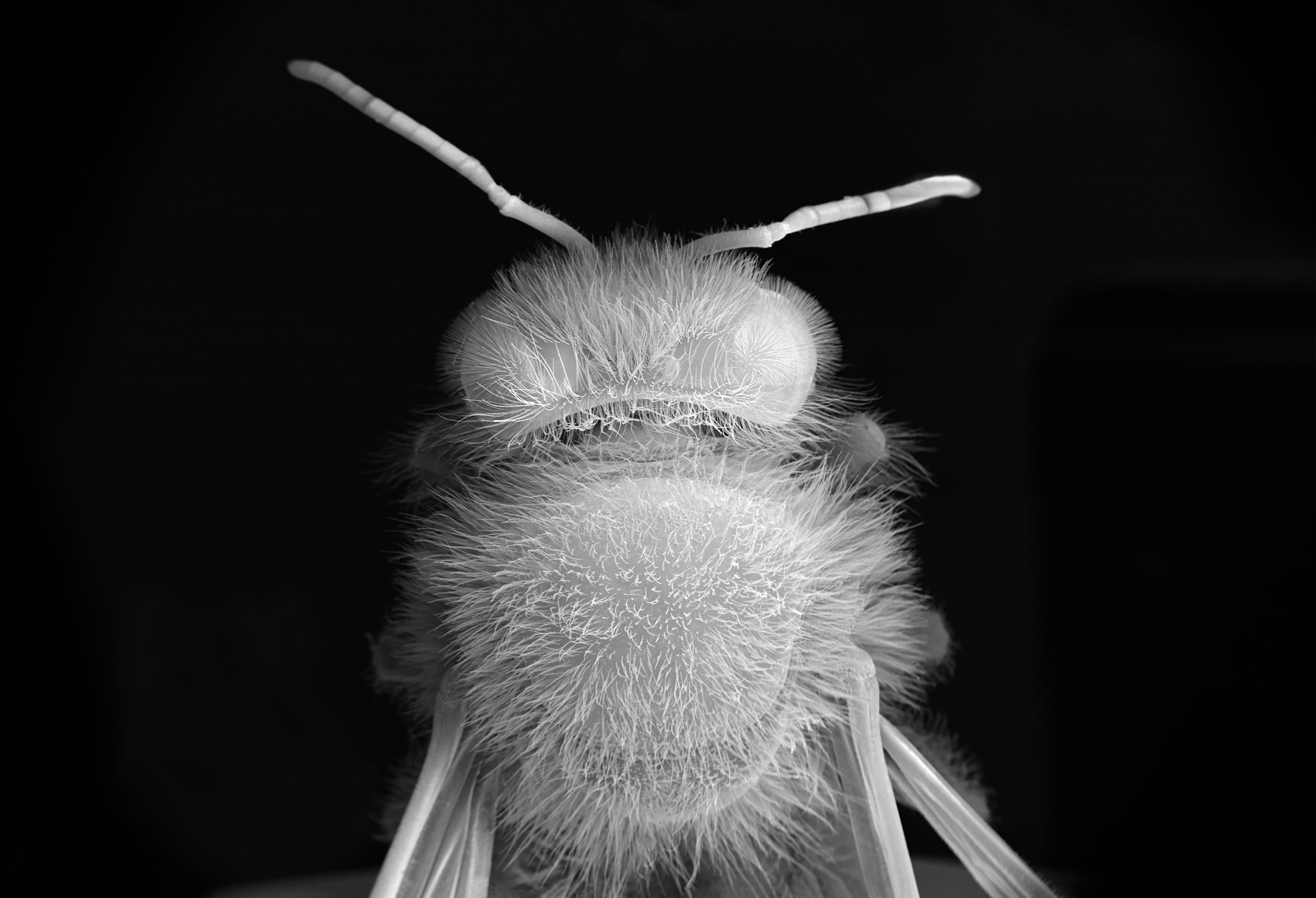 NOBLE_DEAD-BEE-PORTRAIT18
