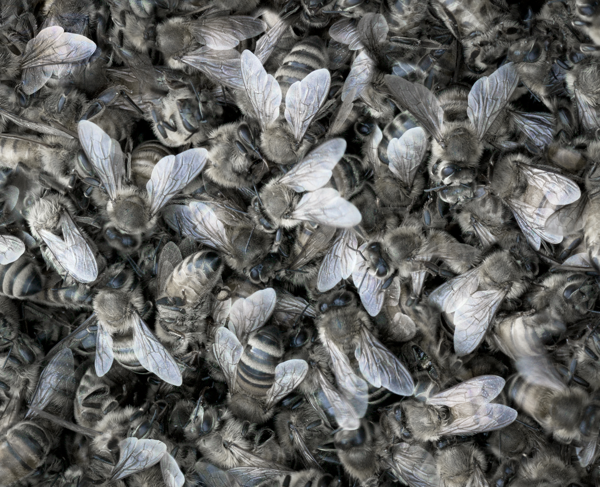 SONG-STING-SWARM_07jpg