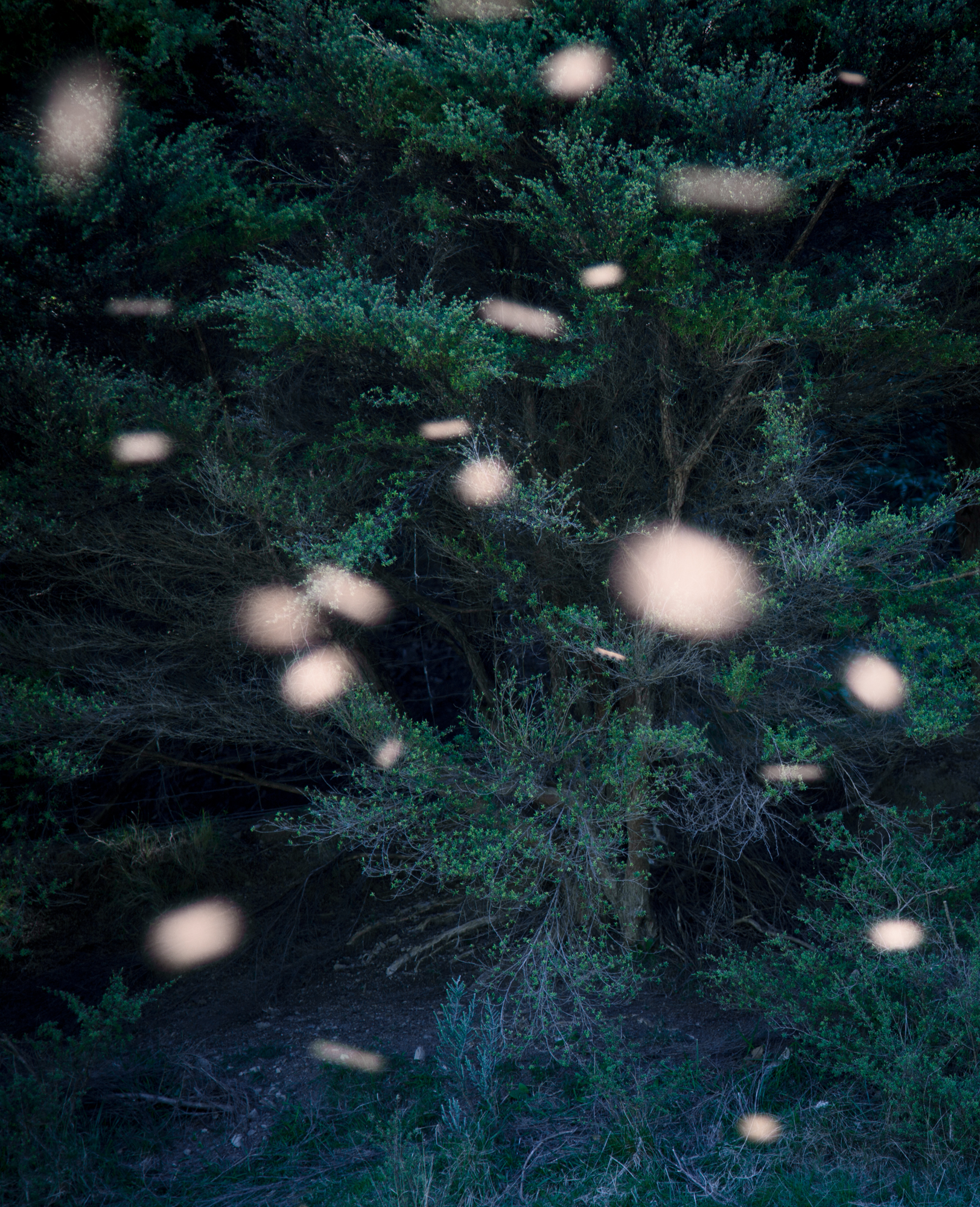 SONG-STING-SWARM_09