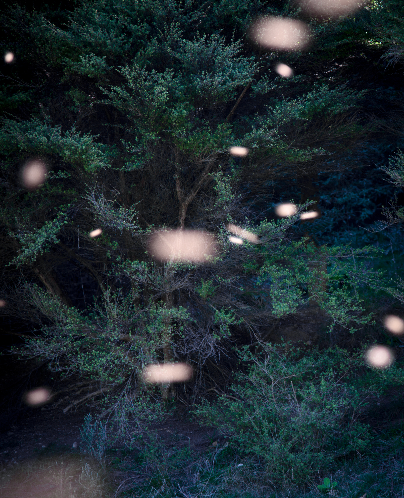 SONG-STING-SWARM_10
