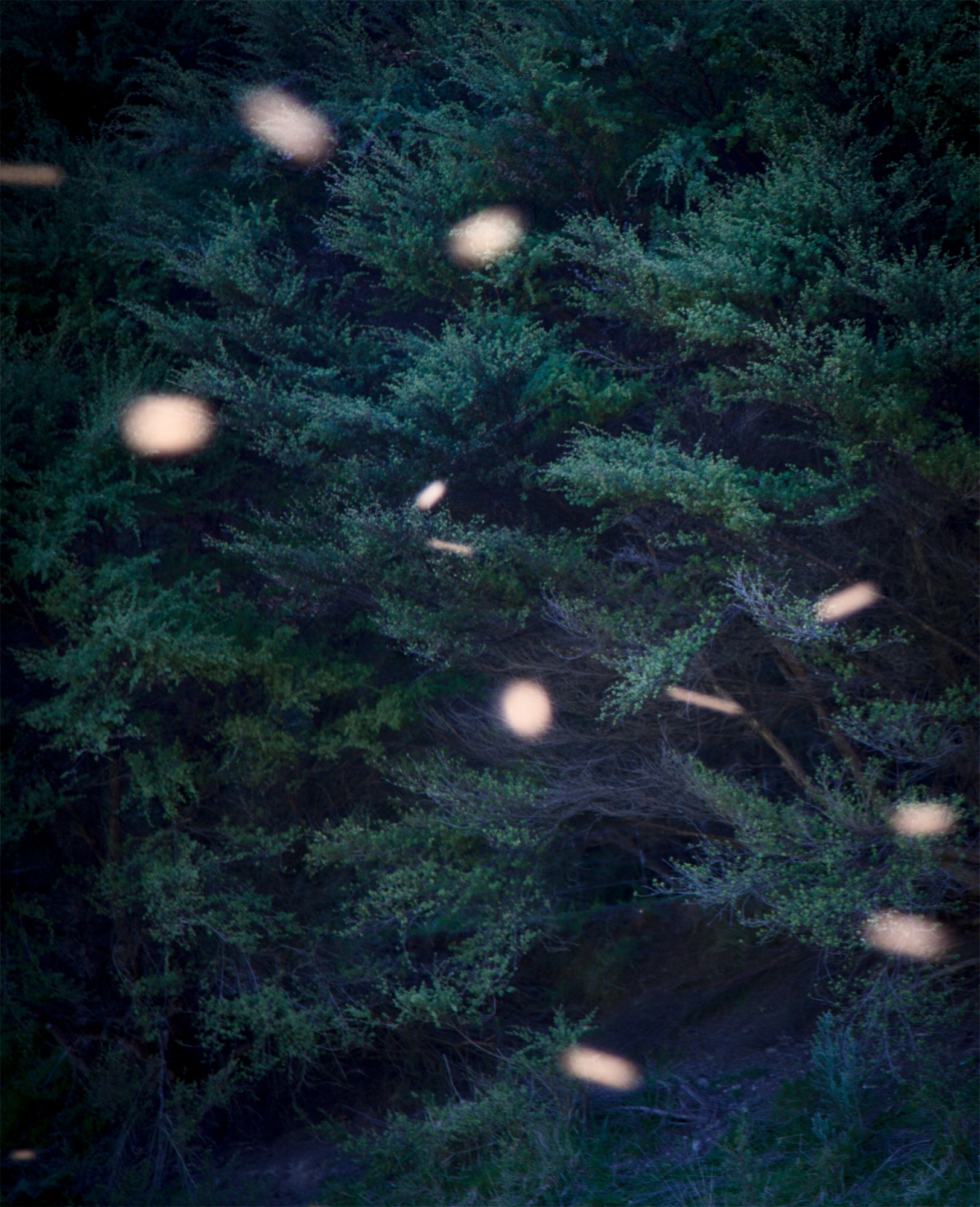 SONG-STING-SWARM_11