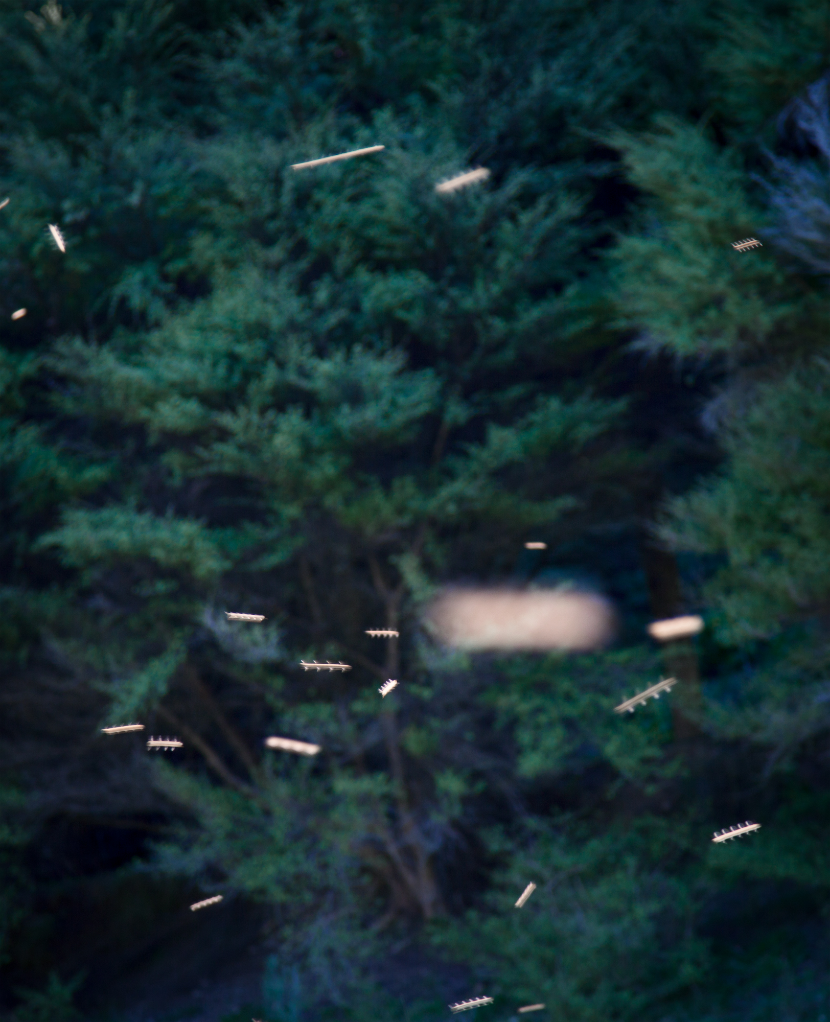 SONG-STING-SWARM_12