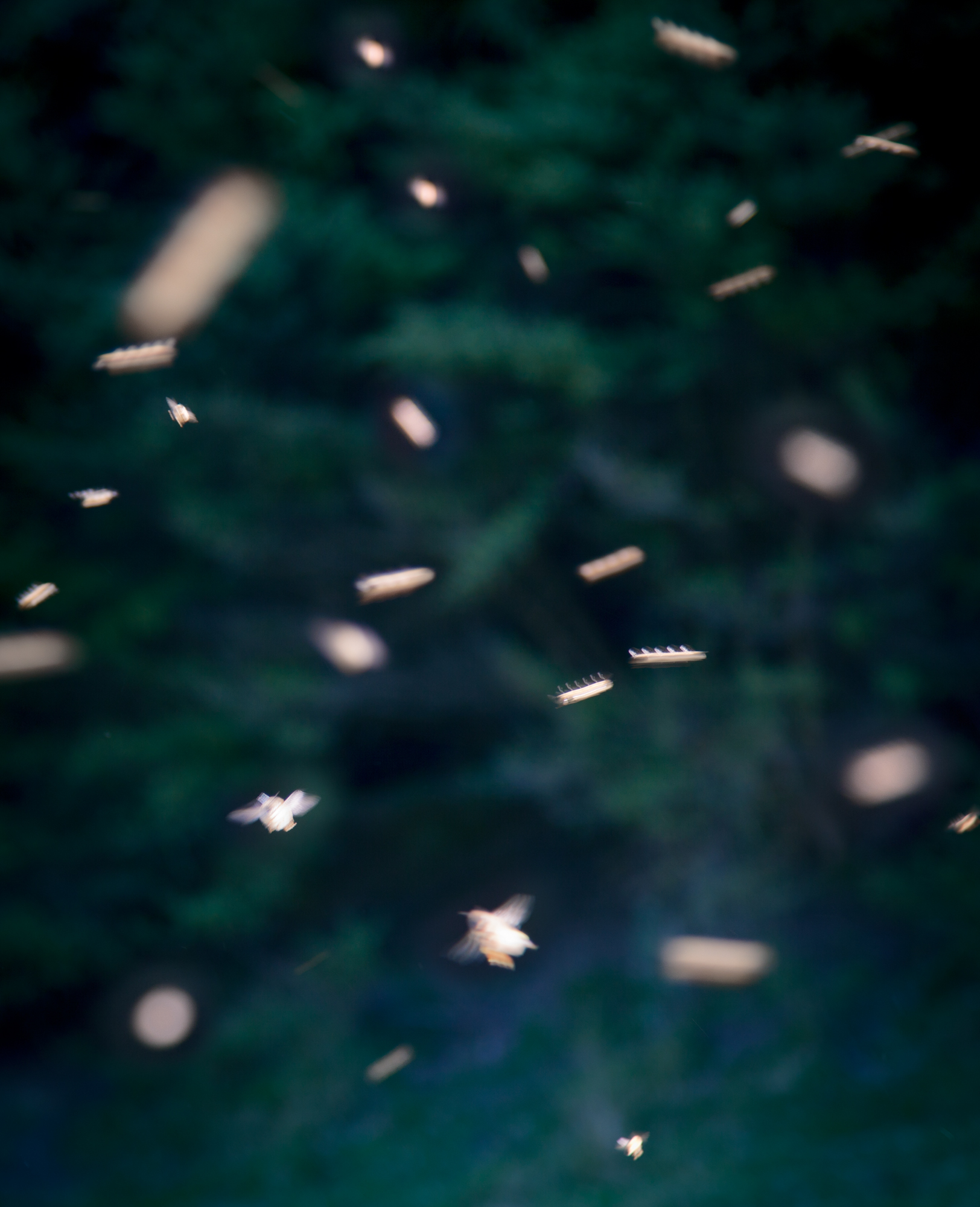 SONG-STING-SWARM_13