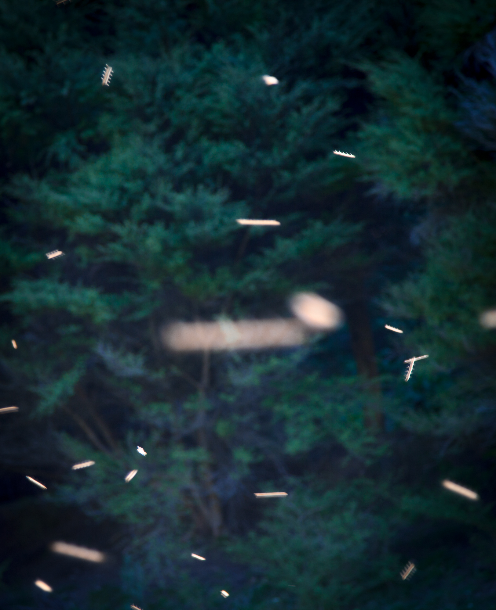 SONG-STING-SWARM_19